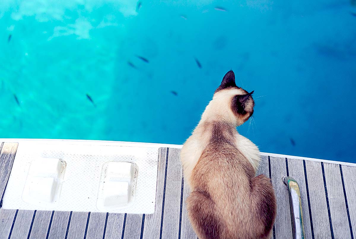 Tips for Boating Safely With Cats