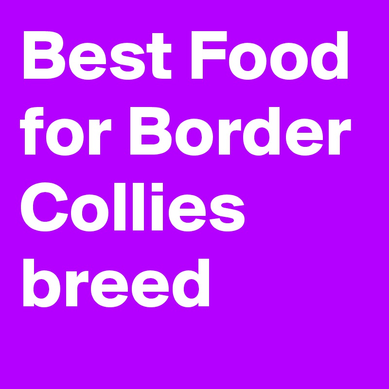 Best Food for Border Collies breed Post by GoContact on Boldomatic