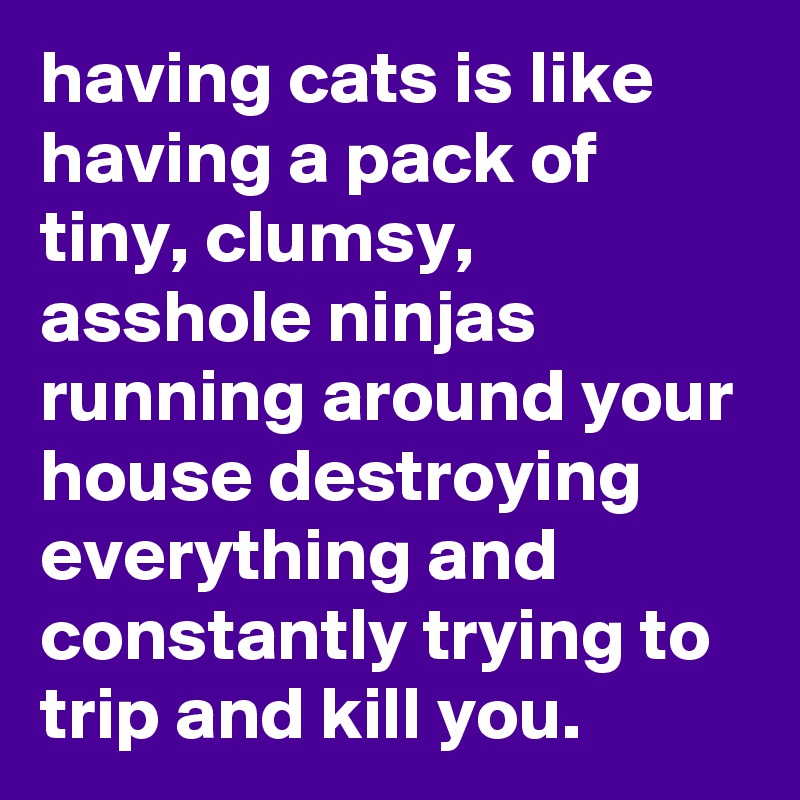 having cats is like having a pack of tiny, clumsy, asshole ninjas