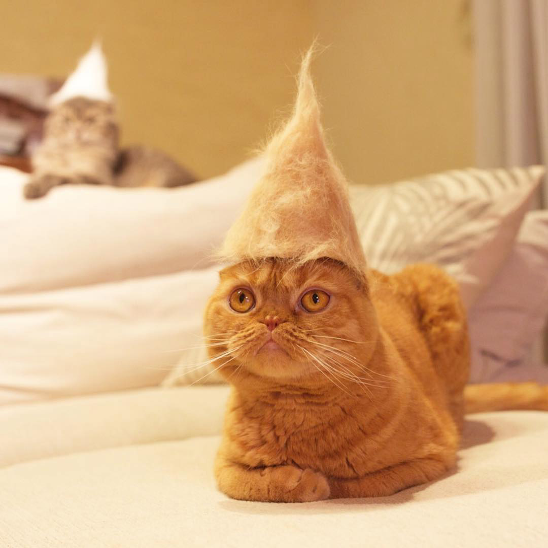 Cat Hair Cat Hats by Photographer Ryo Yamazaki BOOOOOOOM! CREATE