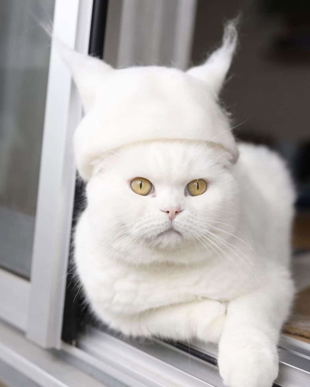 Cat Hair Cat Hats by Photographer Ryo Yamazaki BOOOOOOOM! CREATE