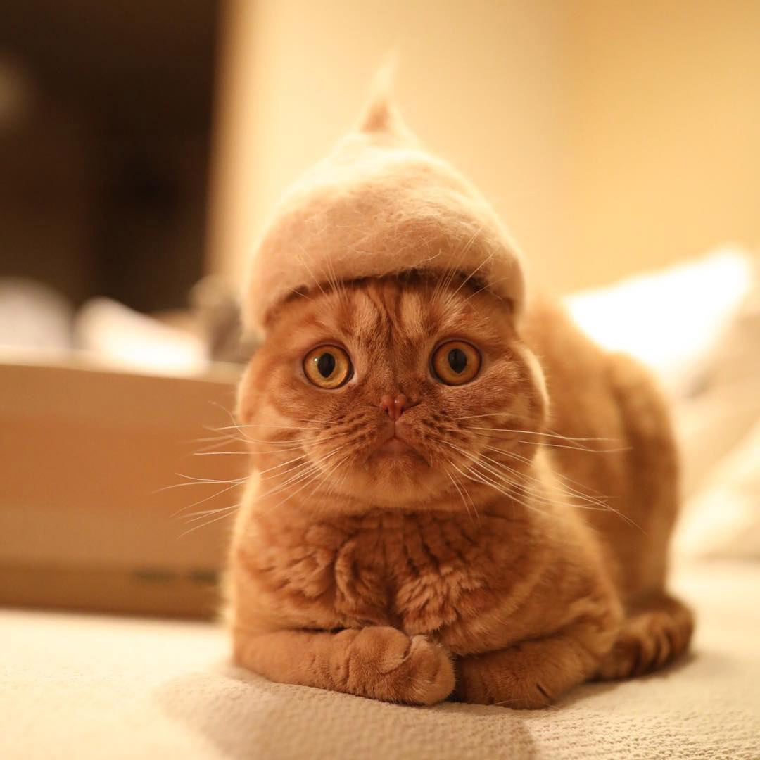 Cat Hair Cat Hats by Photographer Ryo Yamazaki BOOOOOOOM! CREATE