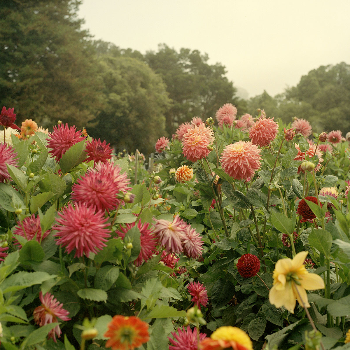 San Franciscoâ€™s Dahlia Garden BOOOOOOOM! CREATE * INSPIRE