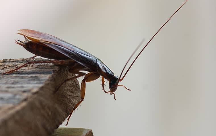 How To Get Rid Of German Cockroaches On Your Tampa Property
