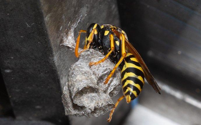 Waspmobile Com Observe Wasp Mobile News Mobile App Development Ppc Seo Web Development wasp mobile