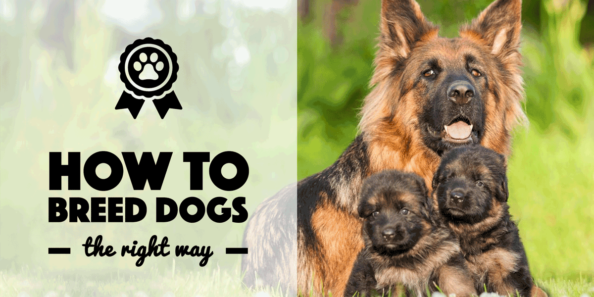 The Dog Breeder's Handbook — The Definitive Guide