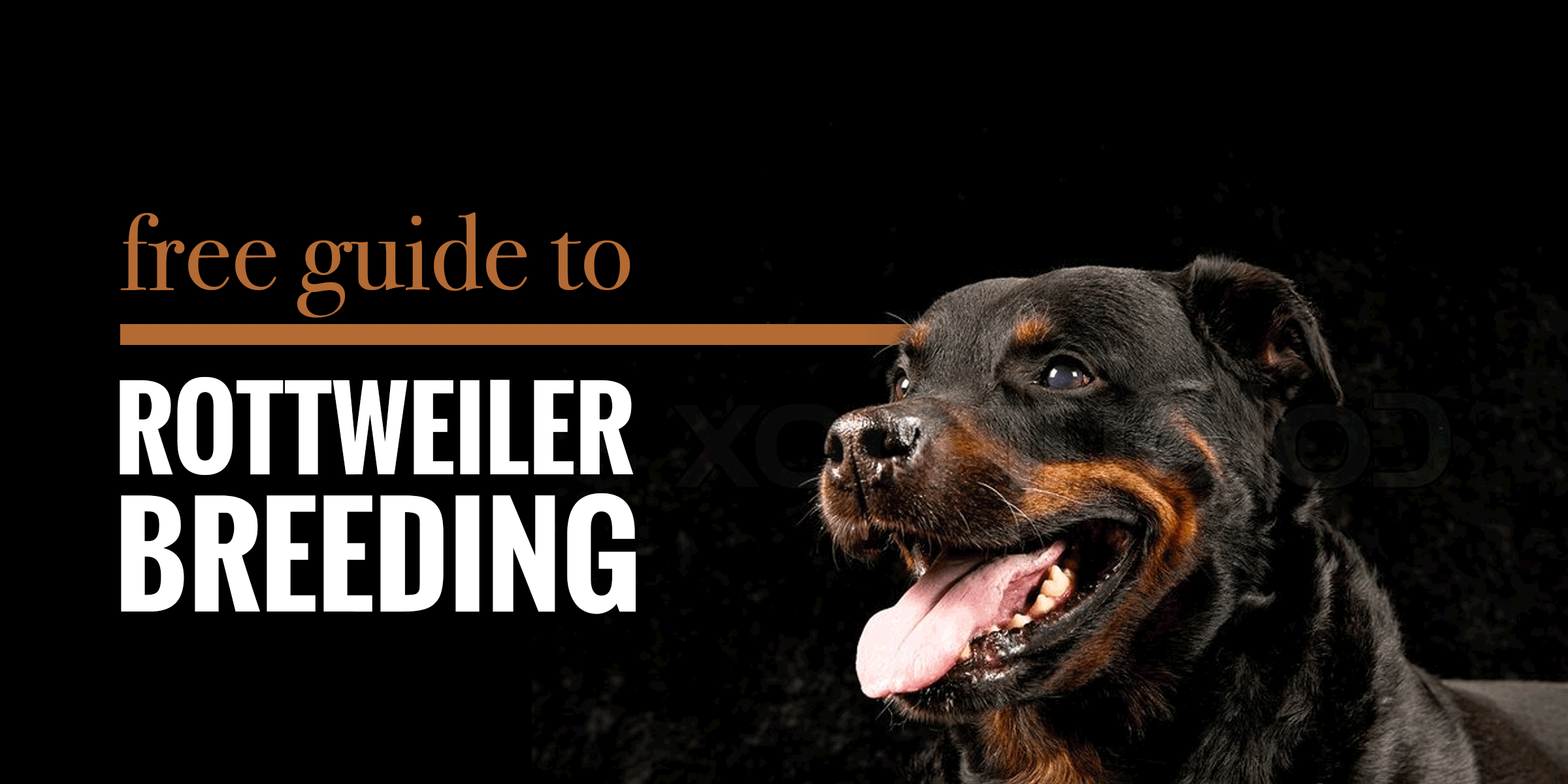 Guide to Rottweiler Breeding — Health, Best Practices and Future