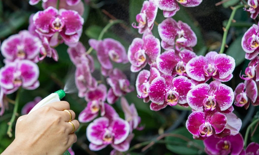 How to Water an Orchid Care Guide & Pictures Brilliant Orchids