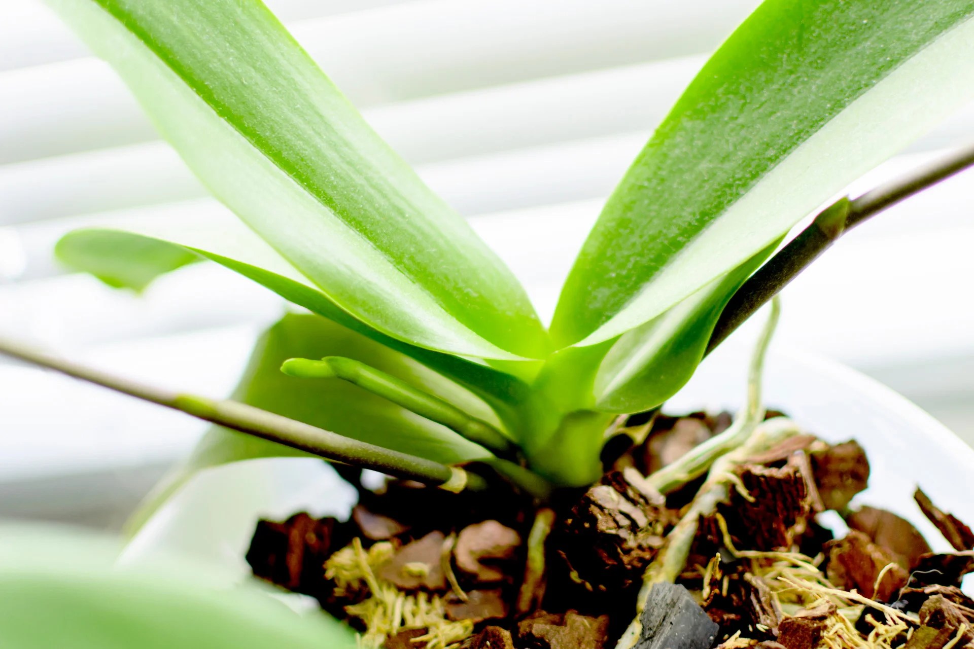 How Often Do Orchids Bloom? Can I Make It Happen? Brilliant Orchids