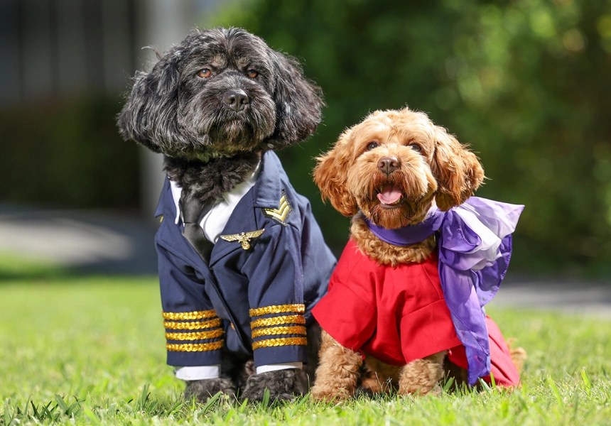 Virgin Australia Makes Moves To Bring Pets Into the Cabin for Domestic