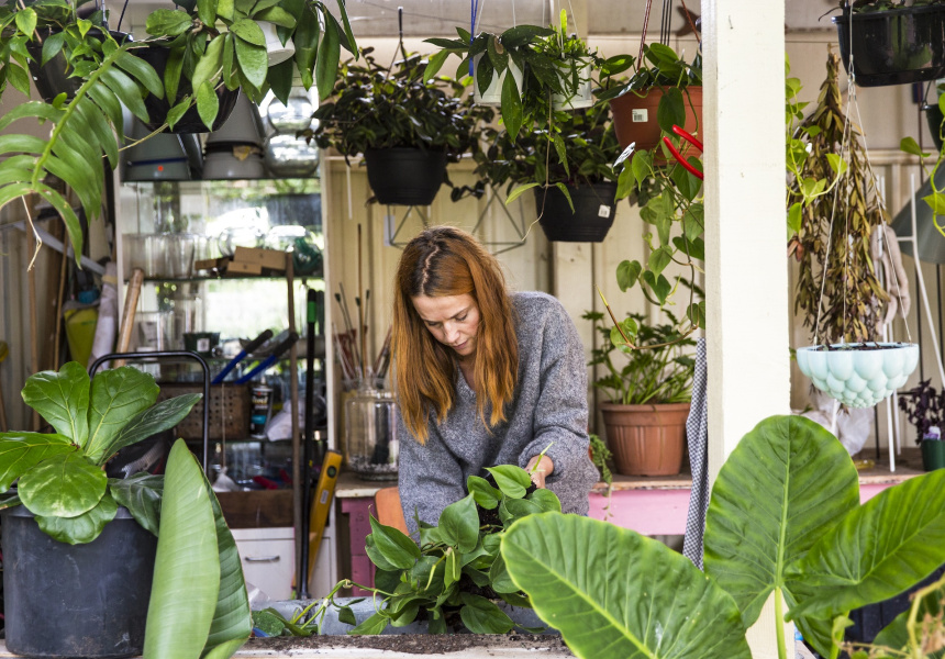 How to Keep your Indoor Plants Alive
