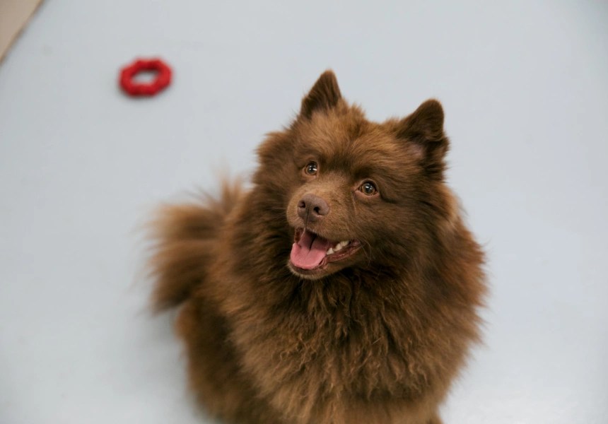 The Cutest, Fluffiest, Smallest, Biggest Dogs Broadsheet Snapped in 2023