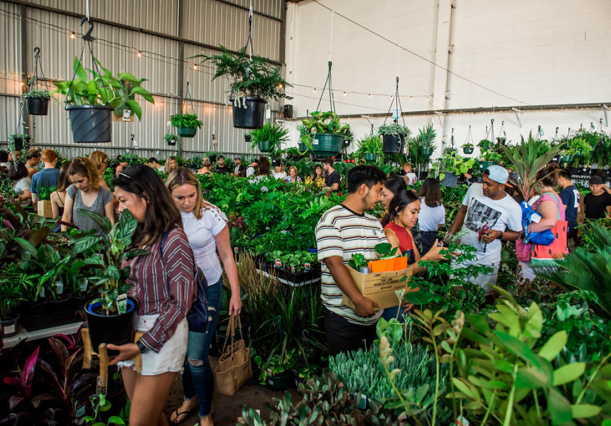 Huge Indoor Plant Warehouse Sale