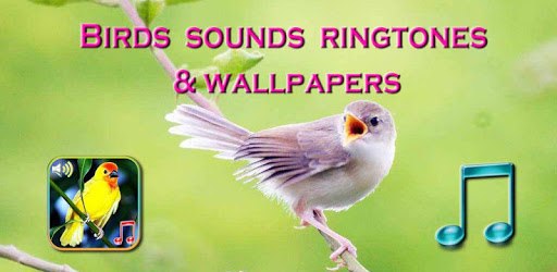 Birds Sounds Ringtones & Wallpapers on PC Download (Windows 8/8.1/7 & Mac)