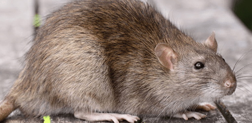 Mouse and Rat (Animal) sounds APK Download For Free