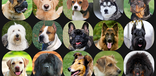Appp.io Dog Barking Sounds APK Download For Free
