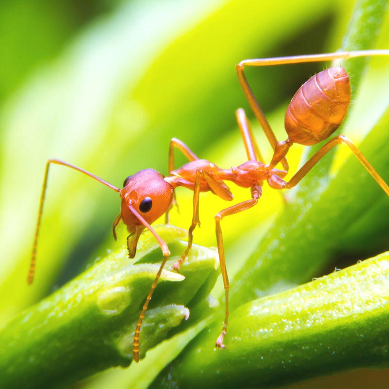 South Florida Fire Ant Control by Hulett