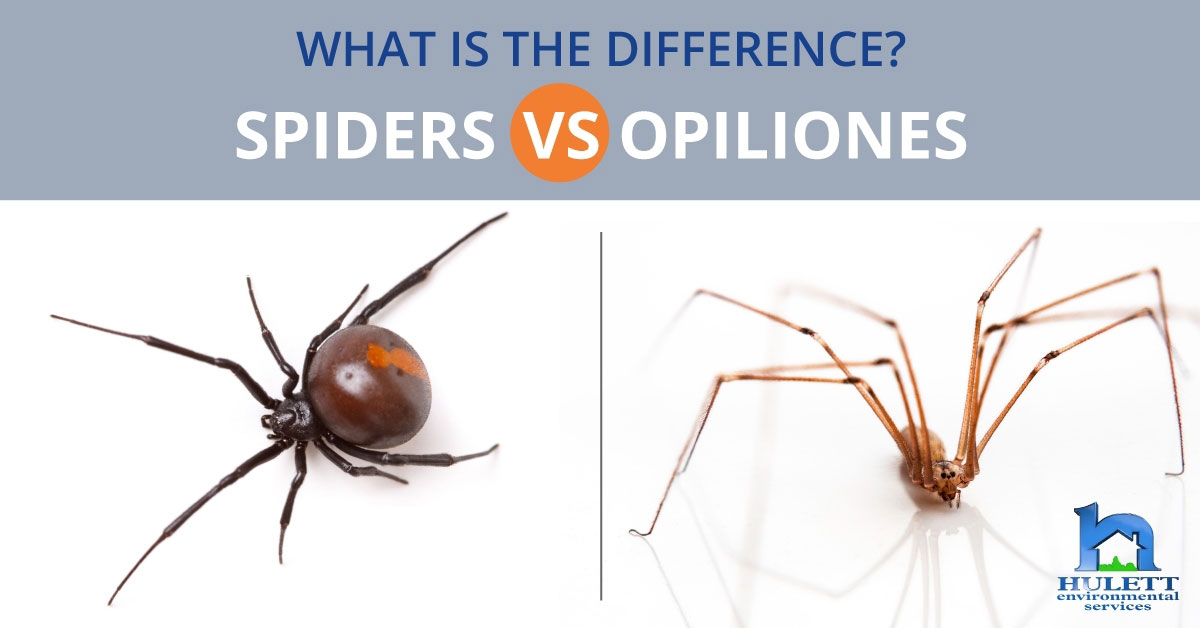 What Is The Difference Between Spiders And Opiliones?
