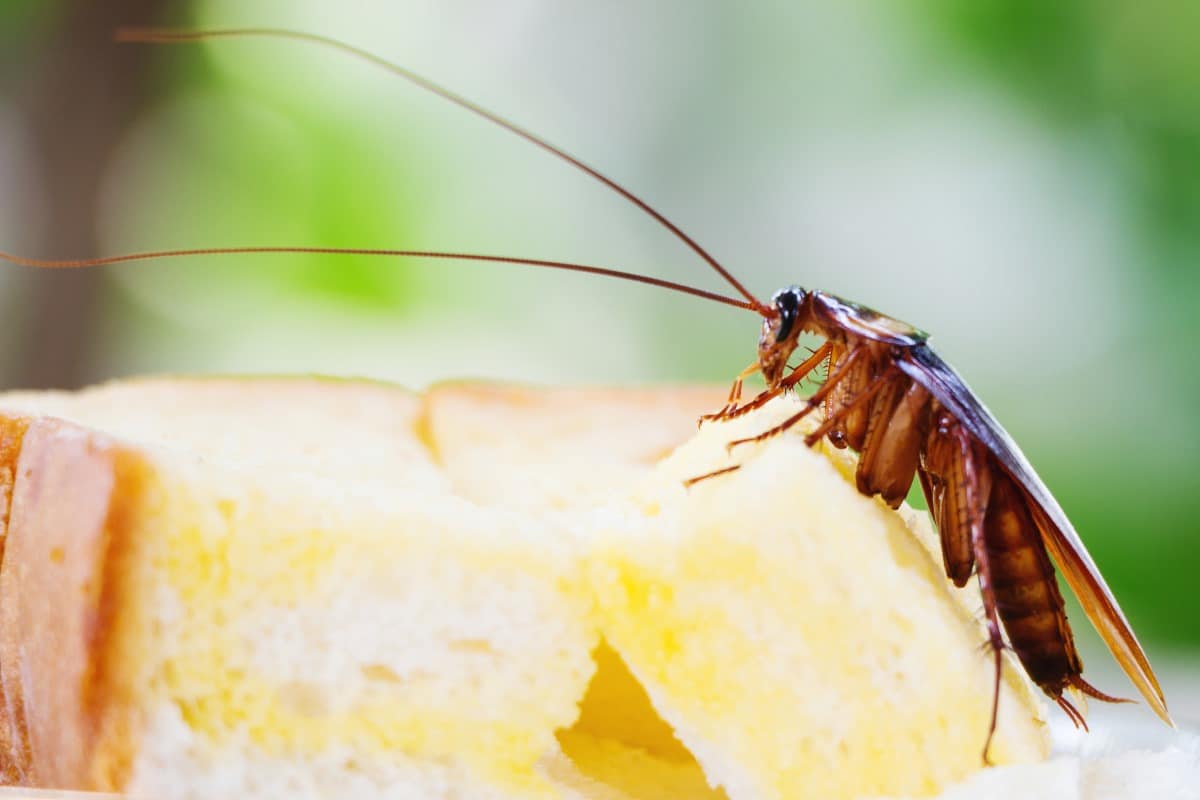 What Do Cockroaches Eat?