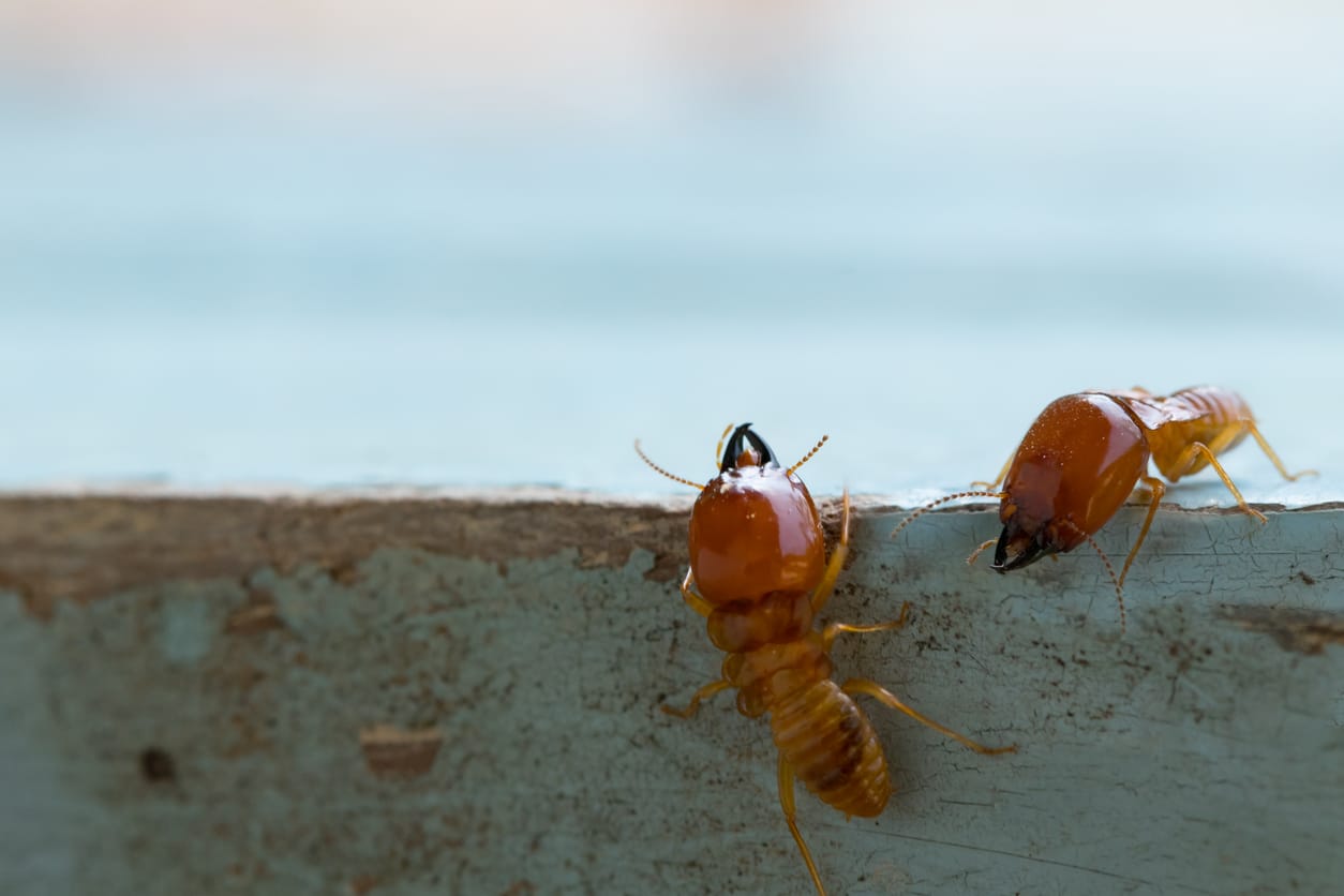 Dangers of Finding Termites in Your South Florida Home