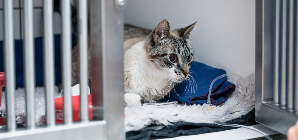 How Much Does Cat Euthanasia Cost? Pawlicy Advisor