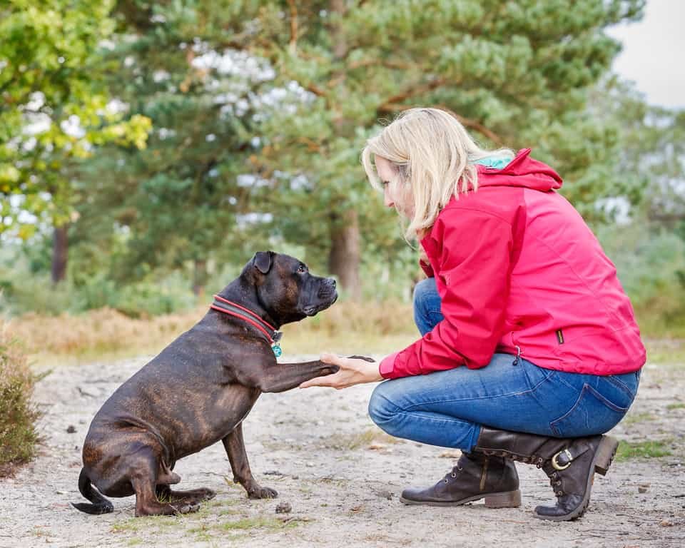 How to teach your dog the 'Paws Up' command Different Dog