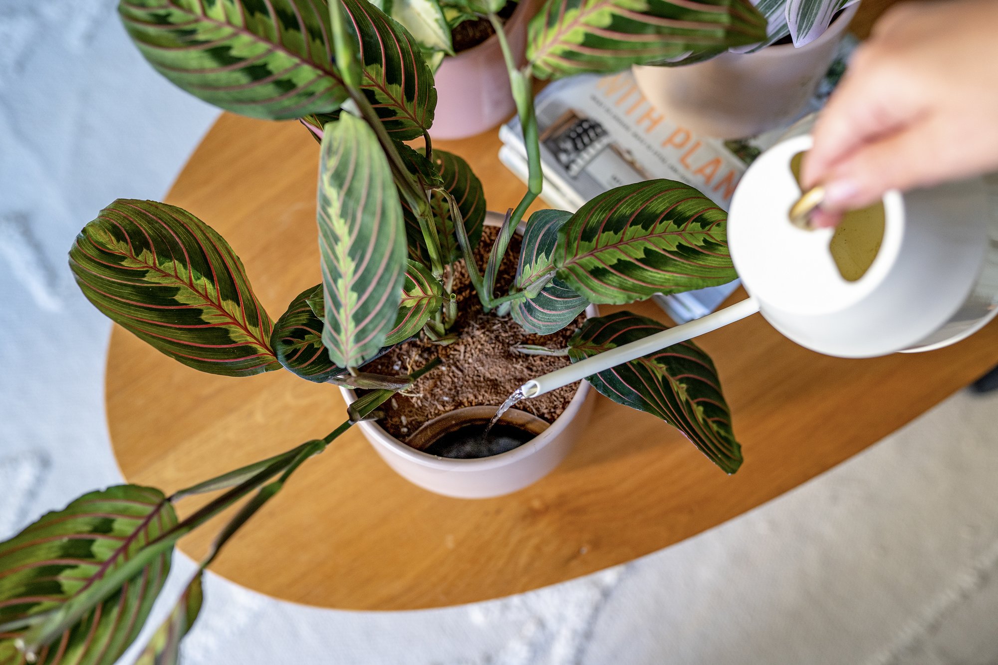 How to Use A SelfWatering Pot easyplant