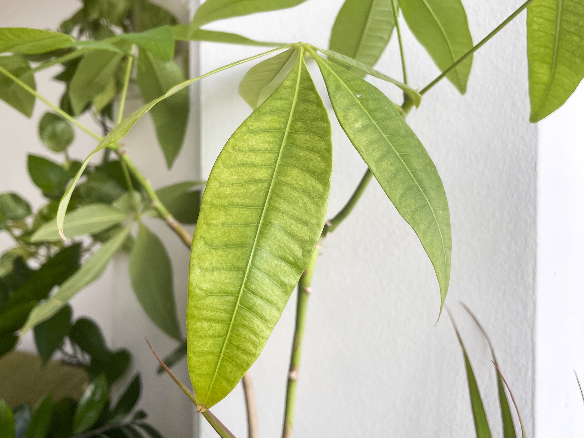 Common Signs Your Money Tree is Underwatered