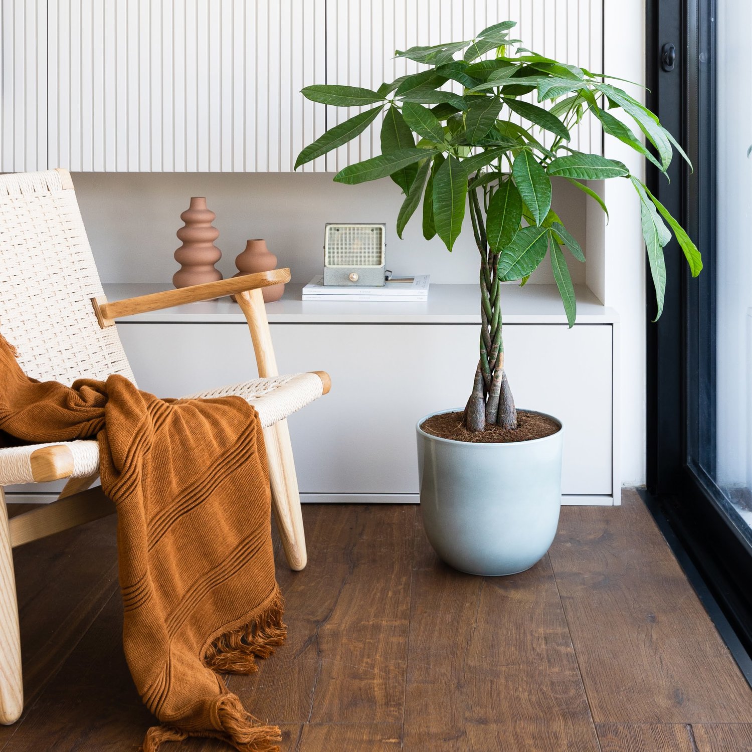 Why is My Money Tree Dropping Leaves? easyplant