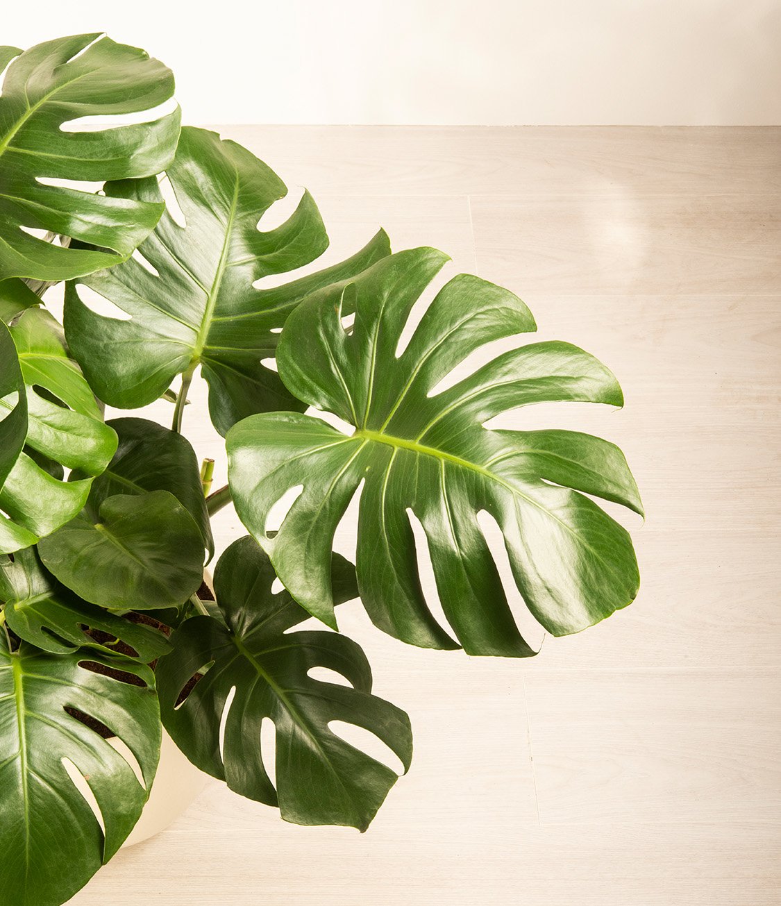 Why Do Monsteras Have Holes? easyplant