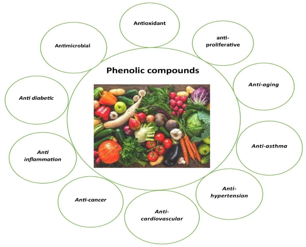 Understanding Phenolic Compounds and their Classification in Plants BULB