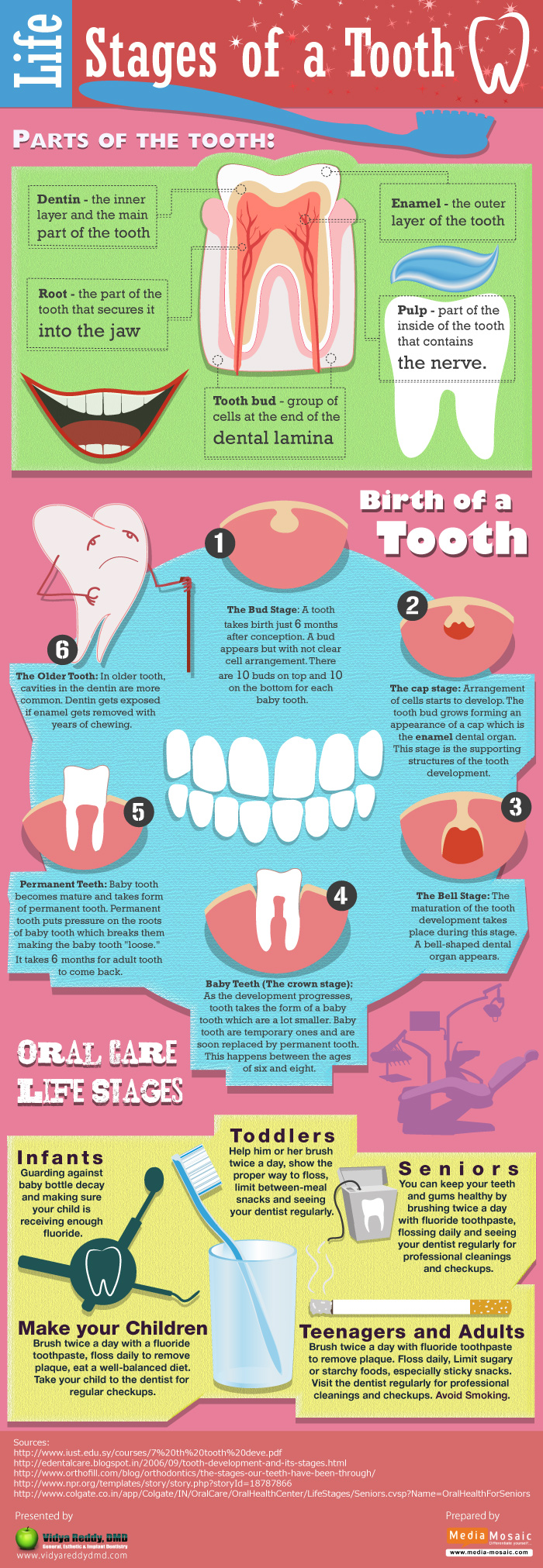 Life Stages Of A Tooth (Infographic)