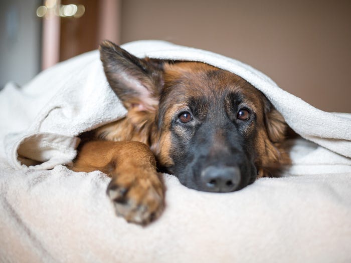 12 seltsame Dinge, die euer Hund jeden Tag tut — und ihre Bedeutung