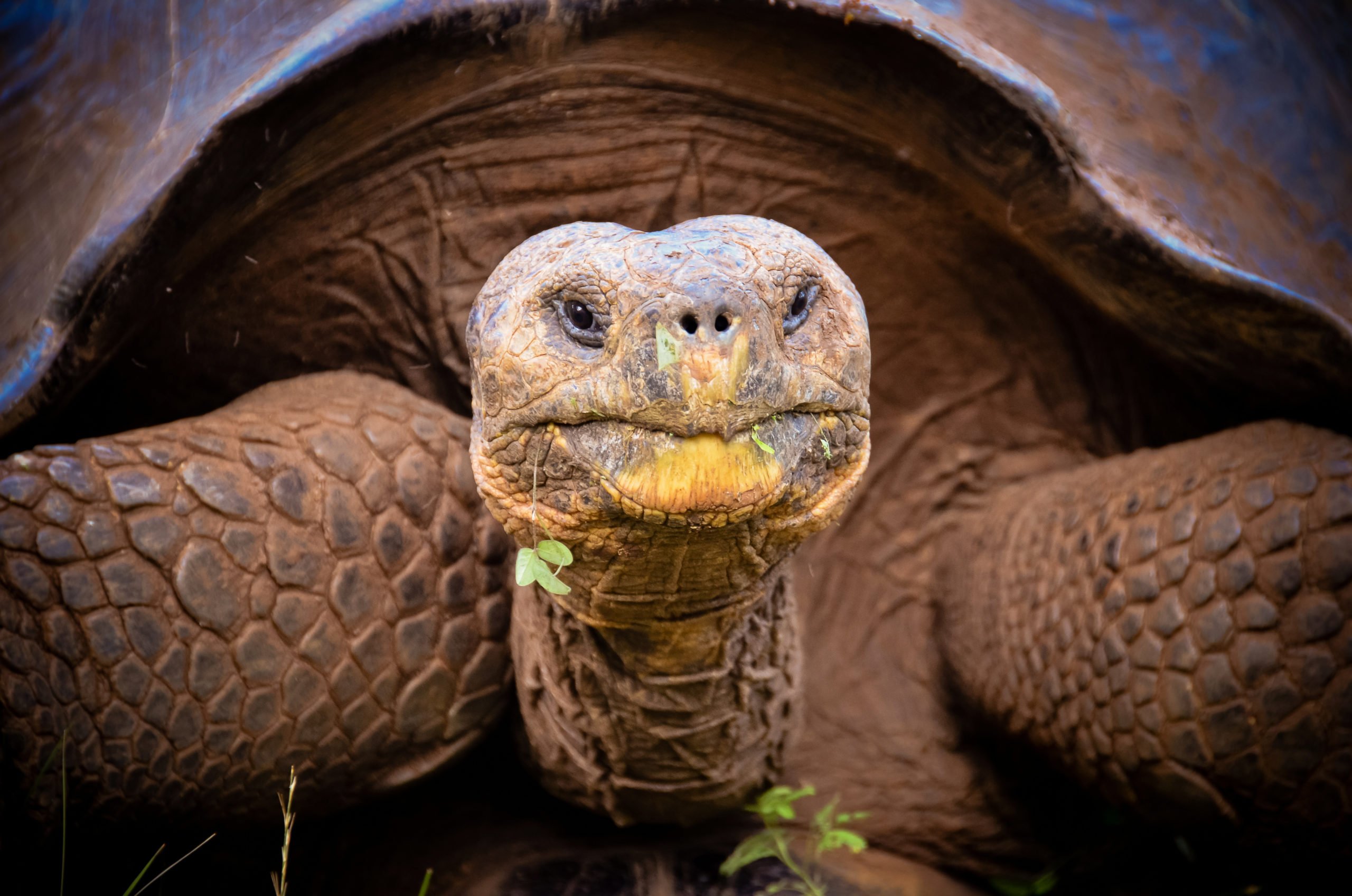 Initiative findet ausgestorben geglaubte Galápagos