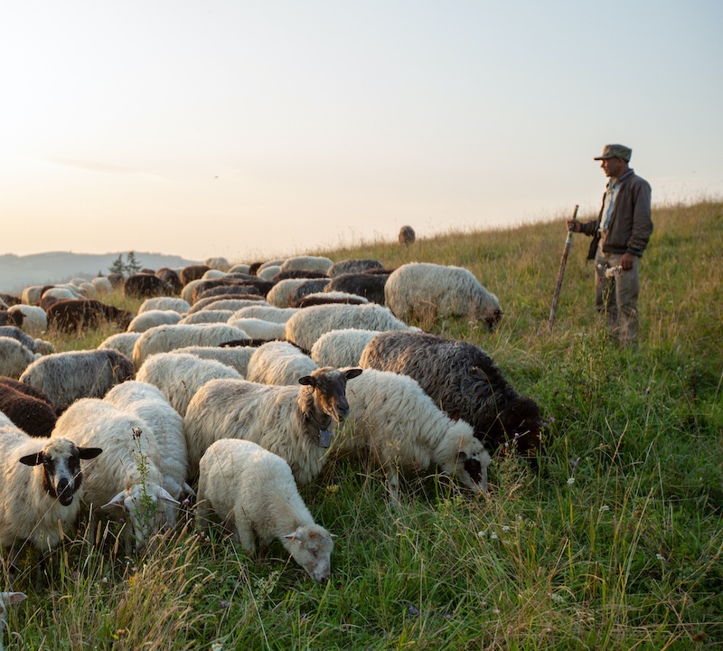 Partagez la vie d'un berger dans les Pyrénées Odysway