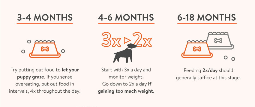 Puppy Feeding Guide Nom Nom
