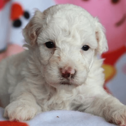 Check out the 5 Most Popular Dog Breeds in Mississippi PuppySpot