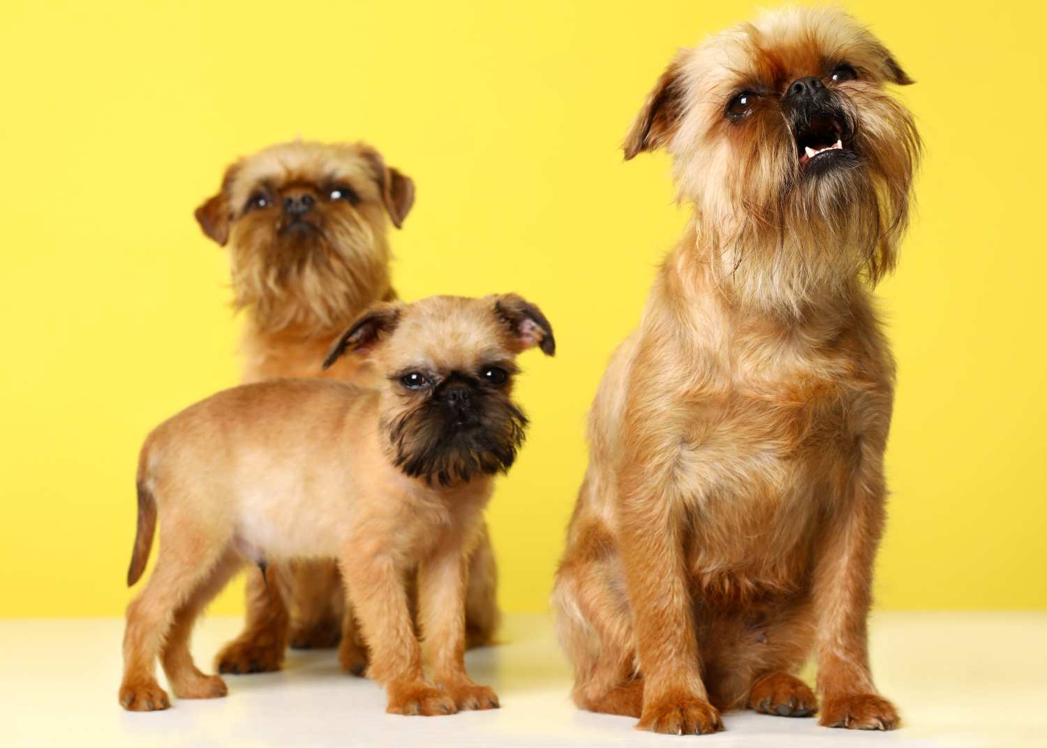 The Ultimate Brussels Griffon Puppy Ownership Guide