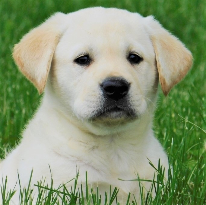 What Are the Best Companion Dog Breeds? PuppySpot