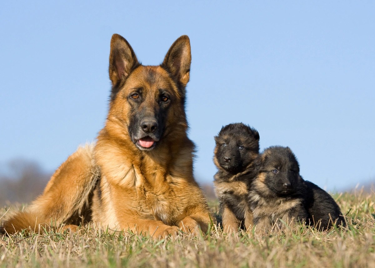 The Ultimate German Shepherd Puppy Ownership Guide