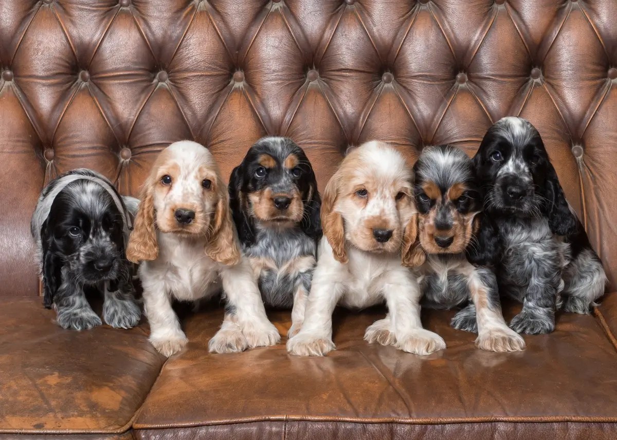 The Ultimate Cocker Spaniel Puppy Ownership Guide