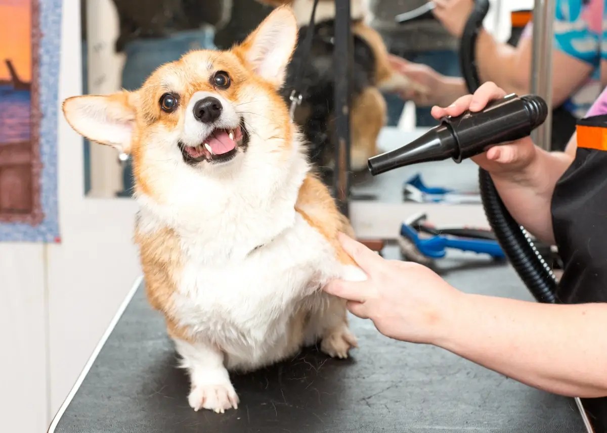 Dog Grooming Benefits 9 Reasons to Groom Your Dog