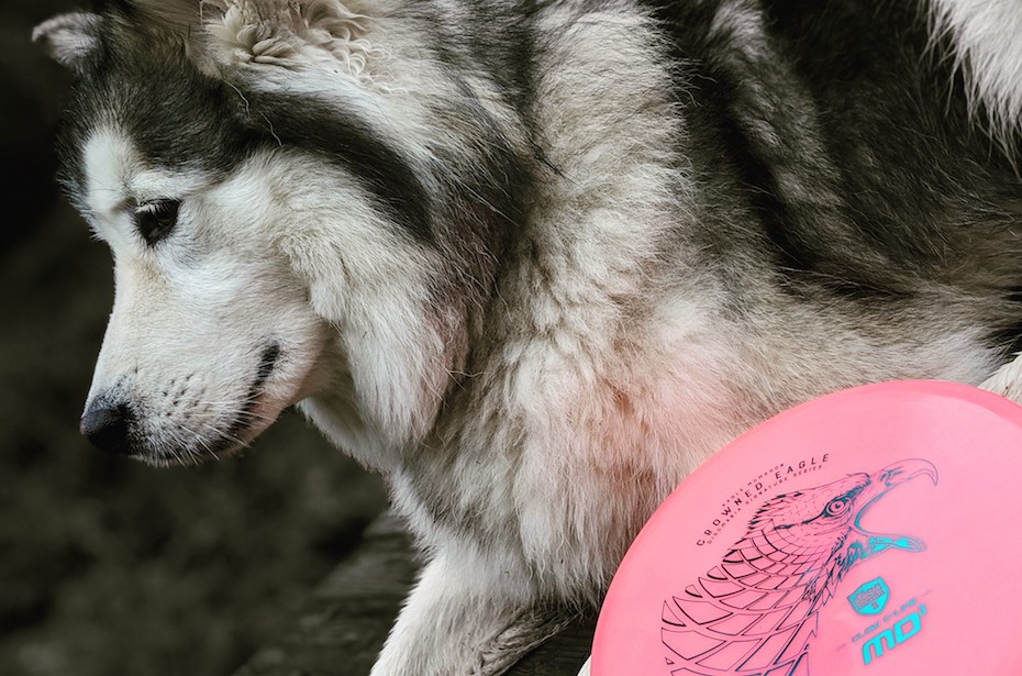 Barking Up The Right Tree Tips For Disc Golf Dogs Release Point