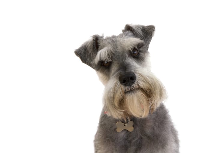 Miniature Schnauzers with Skin Allergies Nom Nom