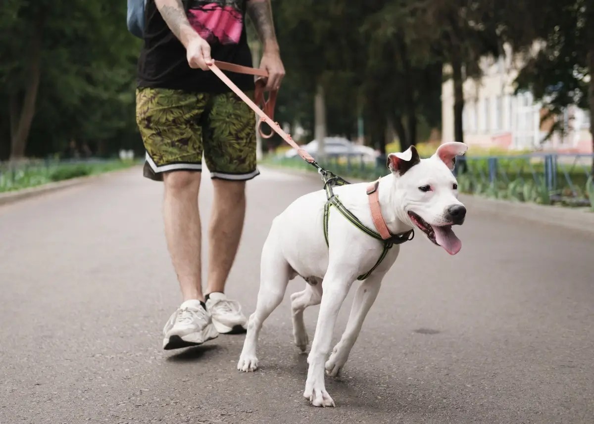 5 Ways to Keep Your Puppy’s Identity Safe