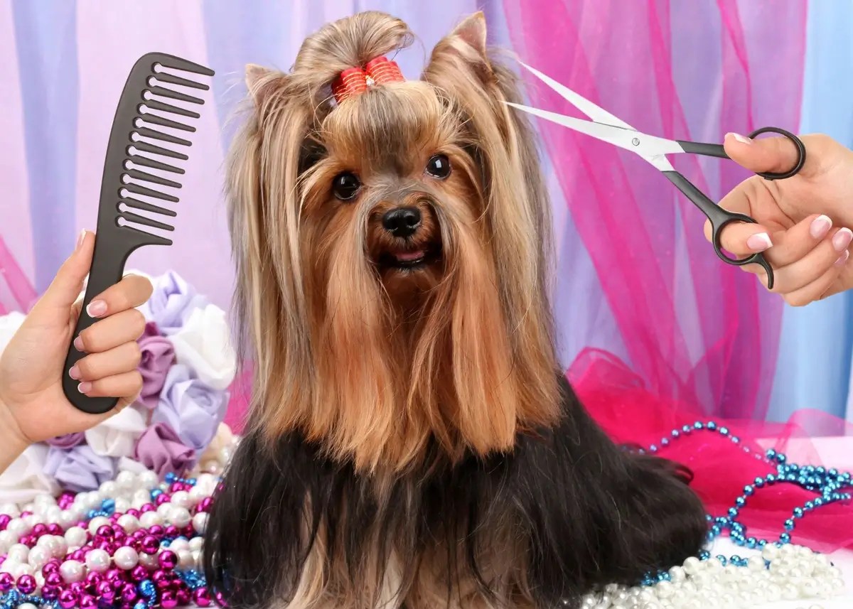 Dog Grooming Benefits 9 Reasons to Groom Your Dog
