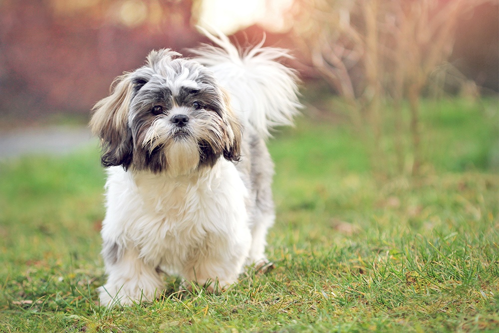 Shih Tzu Skin Problems, Issues, Allergies Bumps How Treat vlr.eng.br