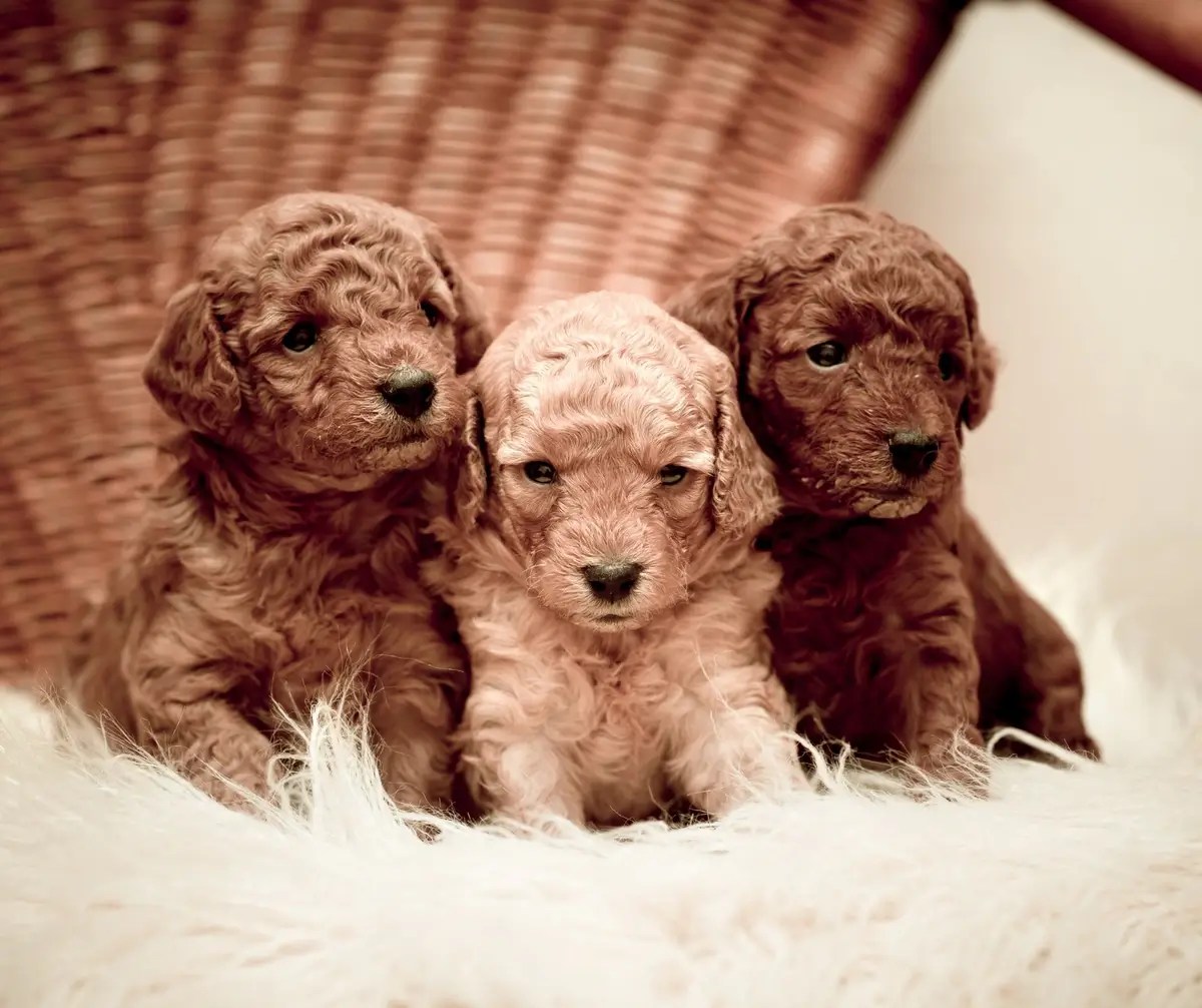 10 Best Family Guard Dogs for Kids