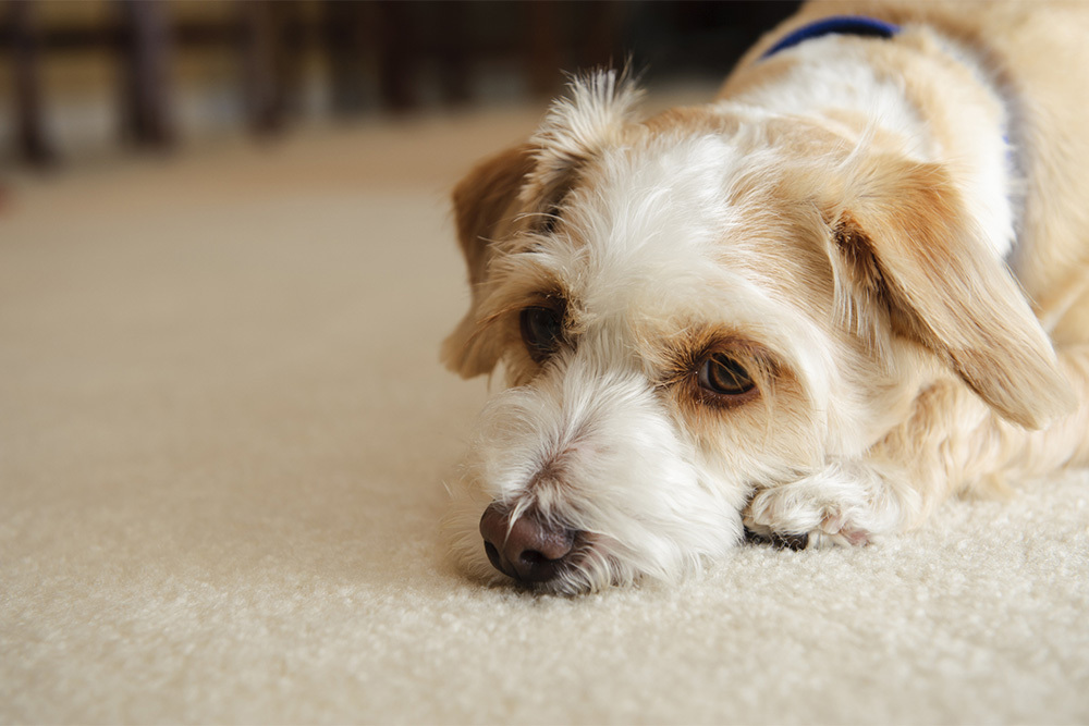 Why Is My Dog Vomiting White Foam? - Nom Nom