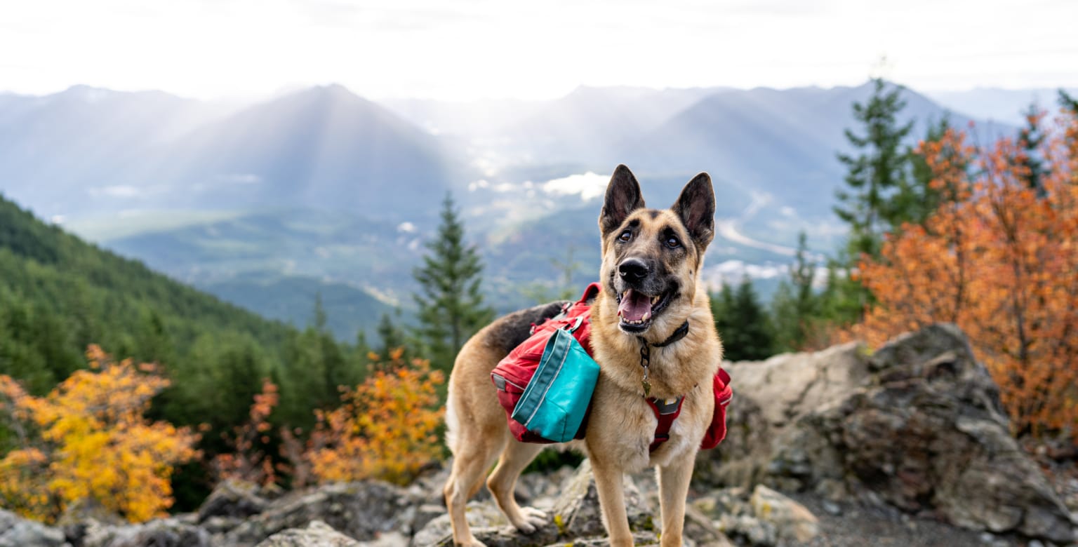 10 PetFriendly RV Destinations for Fall La Mesa RV RecVan
